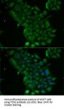 TCN1 Antibody