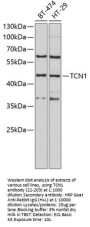 TCN1 Antibody