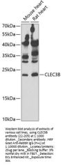 CLEC3B Antibody