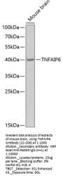 TNFAIP6 Antibody