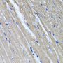 TNFAIP6 Antibody