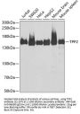 TPP2 Antibody