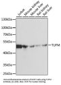 TUFM Antibody