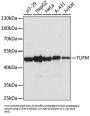 TUFM Antibody