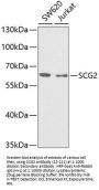 SCG2 Antibody