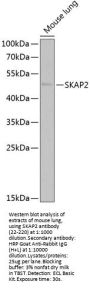 SKAP2 Antibody