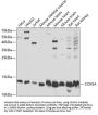 COX5A Antibody
