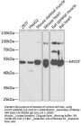 MYOT Antibody