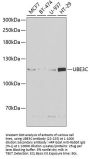 UBE3C Antibody