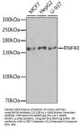 RNF40 Antibody