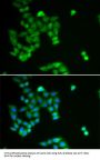 PJA2 Antibody