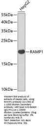 RAMP1 Antibody
