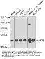 NCS1 Antibody
