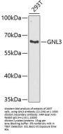 GNL3 Antibody