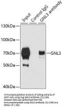 GNL3 Antibody