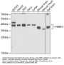 NRBF2 Antibody