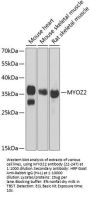 MYOZ2 Antibody