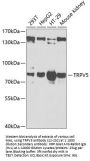 TRPV5 Antibody
