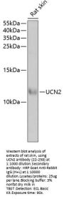UCN2 Antibody