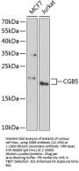 CGB5 Antibody