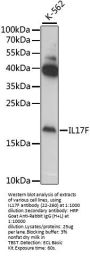 IL17F Antibody
