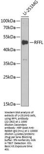 RFFL Antibody