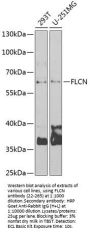 FLCN Antibody