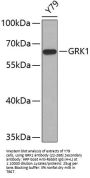 GRK1 Antibody