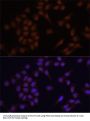 PRDM14 Antibody