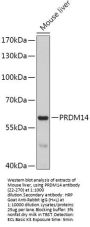 PRDM14 Antibody