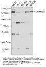 DNMT3A Antibody