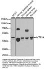 ACTR1A Antibody