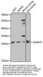 AGPAT1 Antibody