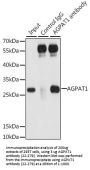 AGPAT1 Antibody