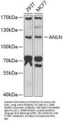 ANLN Antibody