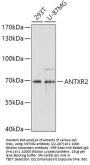 ANTXR2 Antibody