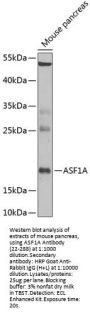 ASF1A Antibody