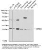 CAPNS1 Antibody