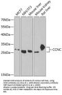 CCNC Antibody