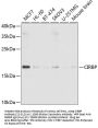 CIRBP Antibody