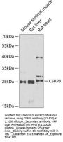 CSRP3 Antibody