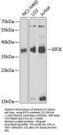 EIF3I Antibody