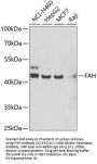 FAH Antibody