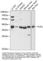 FCN1 Antibody