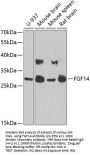 FGF14 Antibody