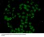 FGF14 Antibody