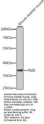 FRZB Antibody