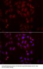 FRZB Antibody