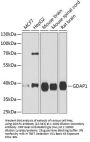 GDAP1 Antibody