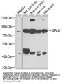 GPLD1 Antibody